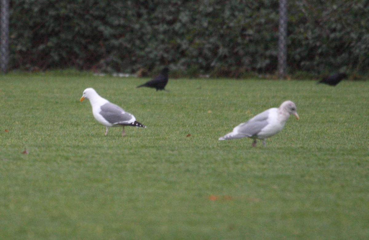 Western x Glaucous-winged Gull (hybrid) - Rob Lyske