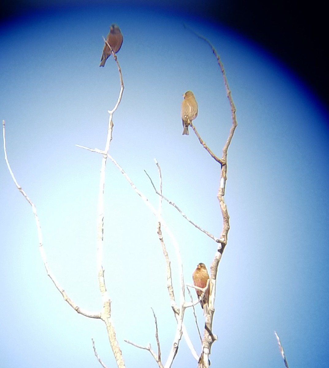 Brown-capped Rosy-Finch - ML295555231