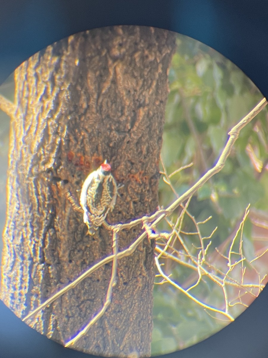 Yellow-bellied Sapsucker - ML295555691