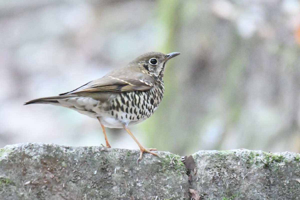 Long-tailed Thrush - Ian Hearn