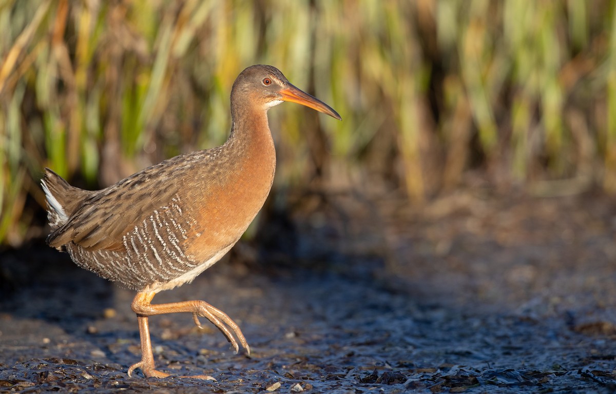 Ridgway's Rail - Ian Davies