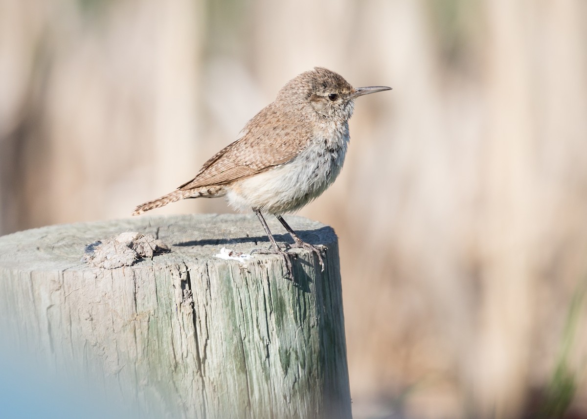 Rock Wren - Darren Clark