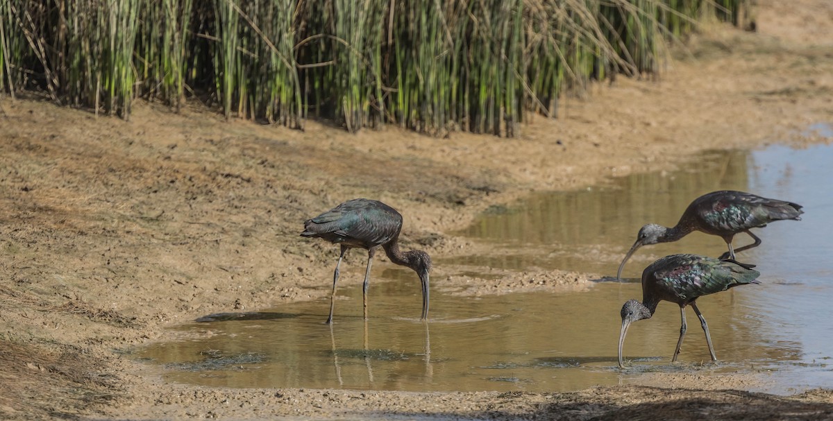 Glossy Ibis - Francisco Pires