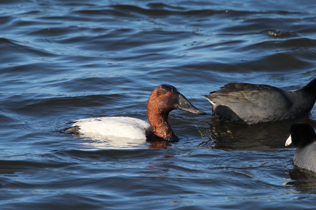 Canvasback - ML295563331