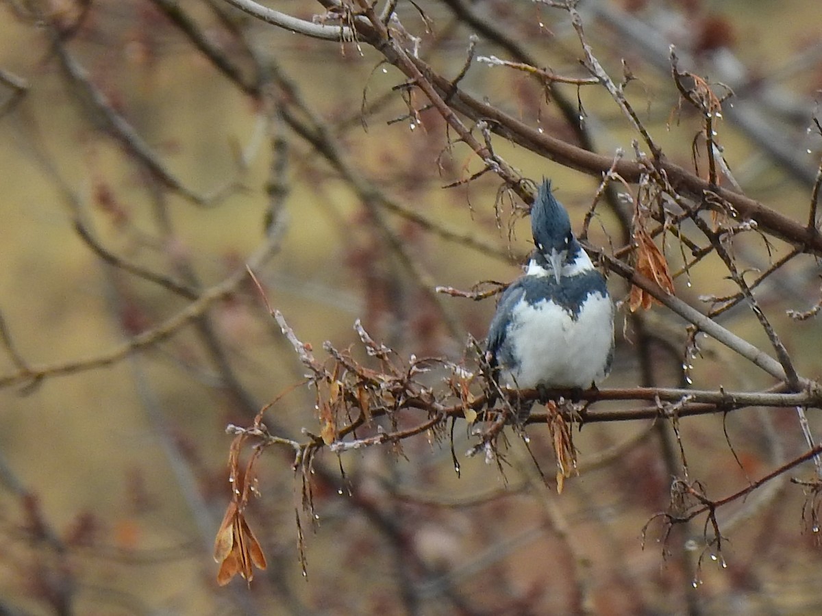 Belted Kingfisher - ML295563891