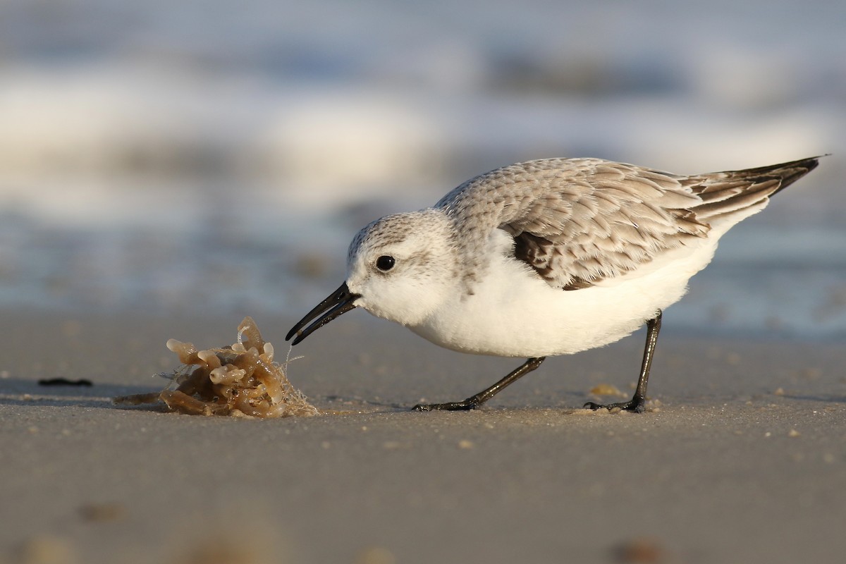 Sanderling - Baxter Beamer