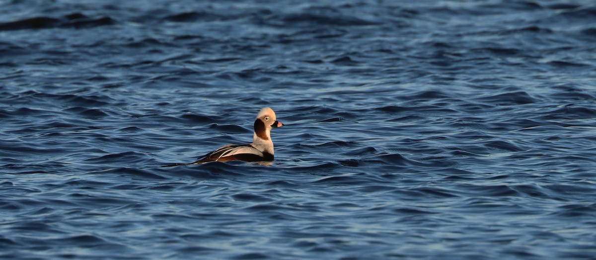 Long-tailed Duck - Stefan Mutchnick