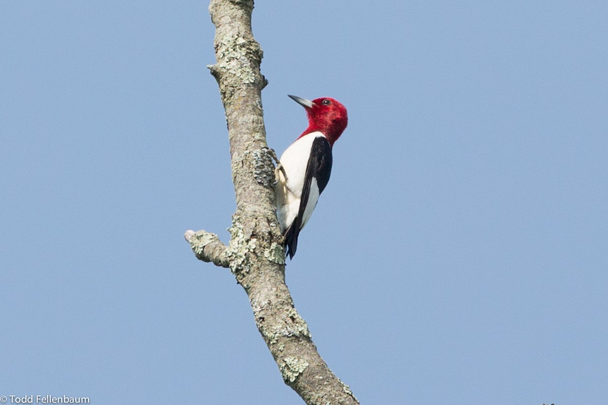 Red-headed Woodpecker - Todd Fellenbaum