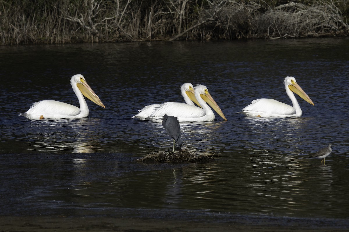 American White Pelican - Wendy Allen