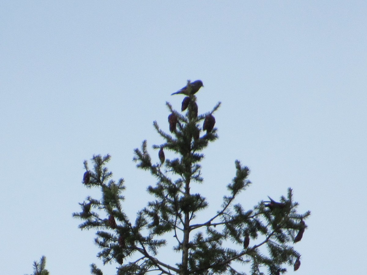 White-winged Crossbill - ML295569591
