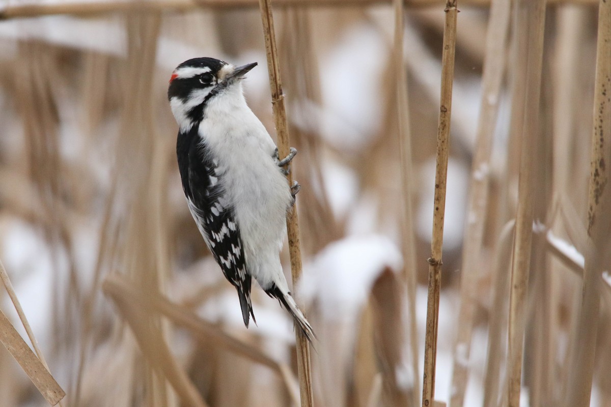 Downy Woodpecker - Benjamin Hack