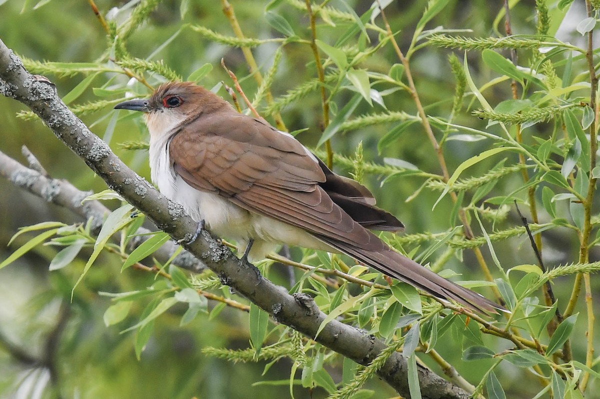 Black-billed Cuckoo - ML295570351