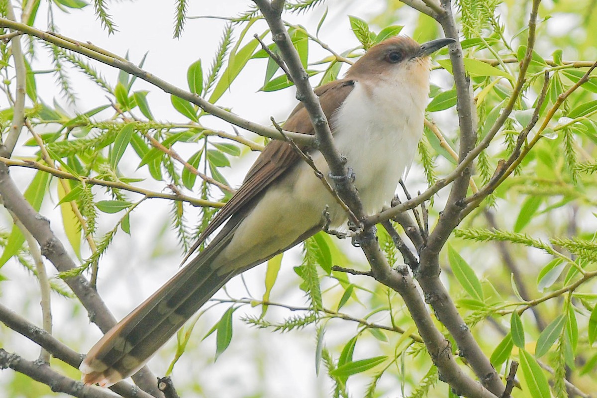 Black-billed Cuckoo - ML295570361