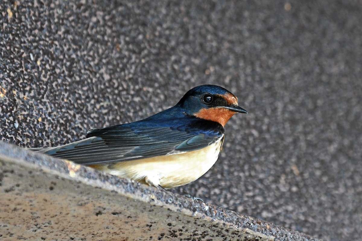 Barn Swallow - ML295570721