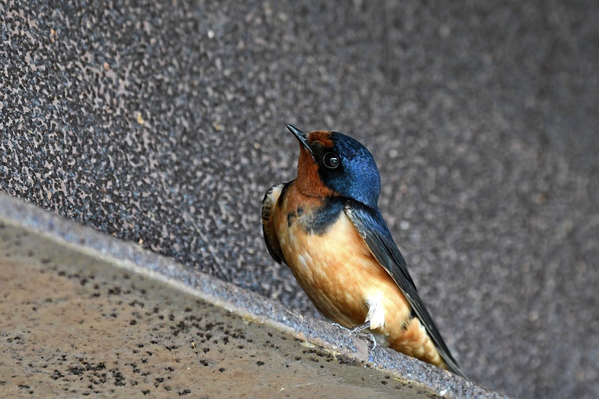 Barn Swallow - Brian Henderson