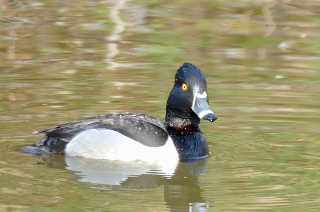 Ring-necked Duck - ML295571661