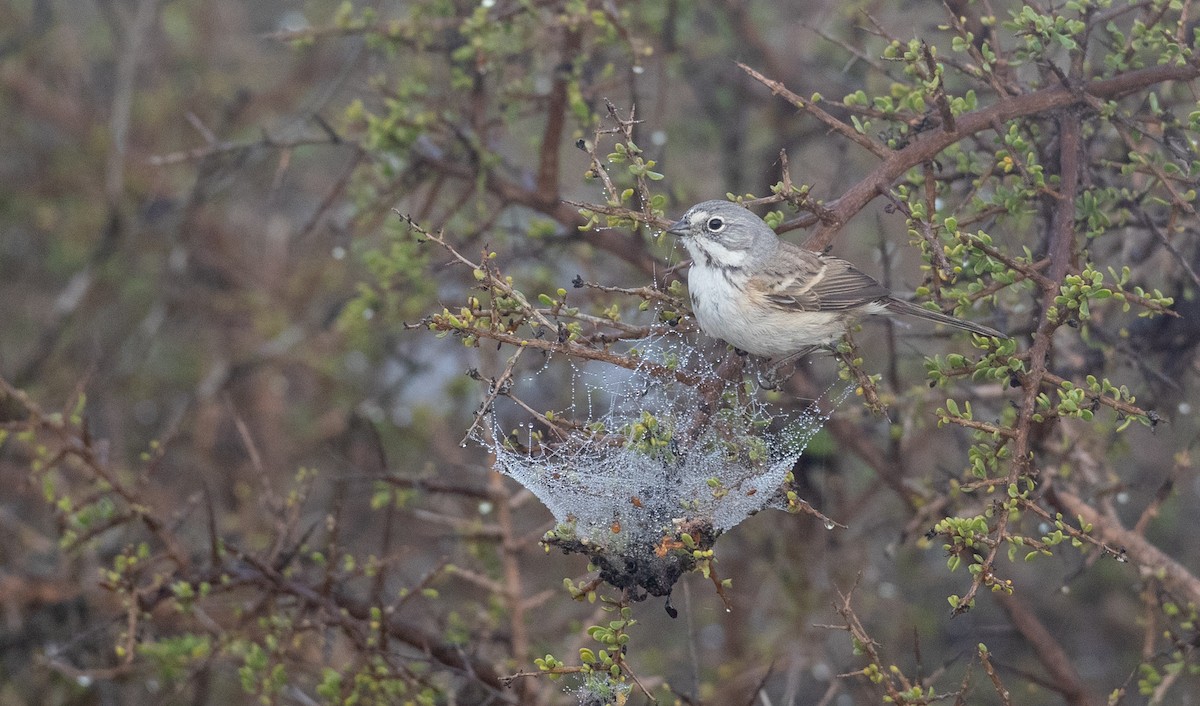 Bell's Sparrow (cinerea) - ML295571841