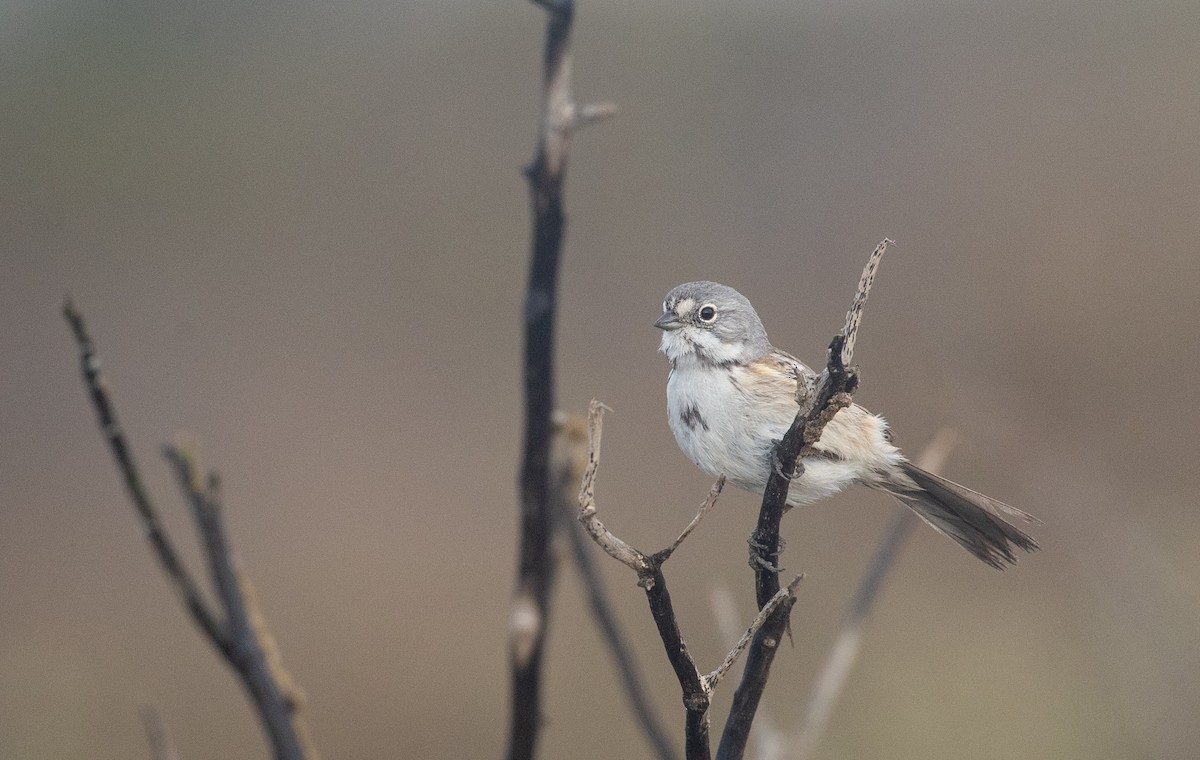 Bell's Sparrow (cinerea) - ML295571851