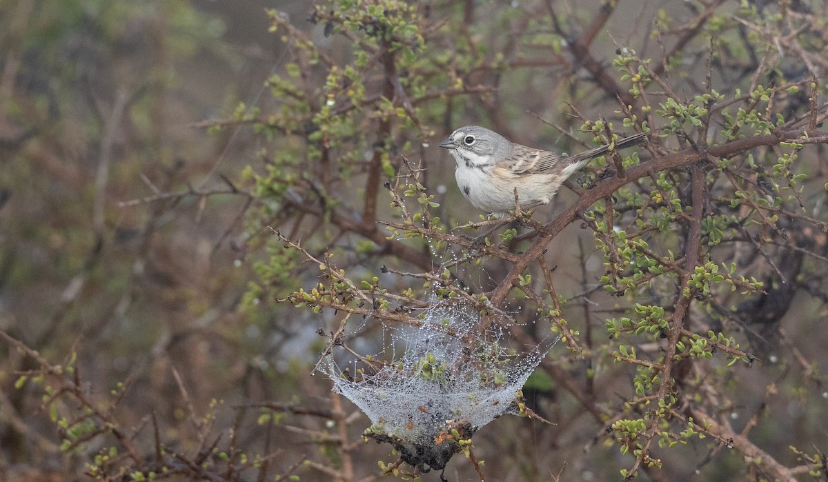 Bell's Sparrow (cinerea) - ML295571991