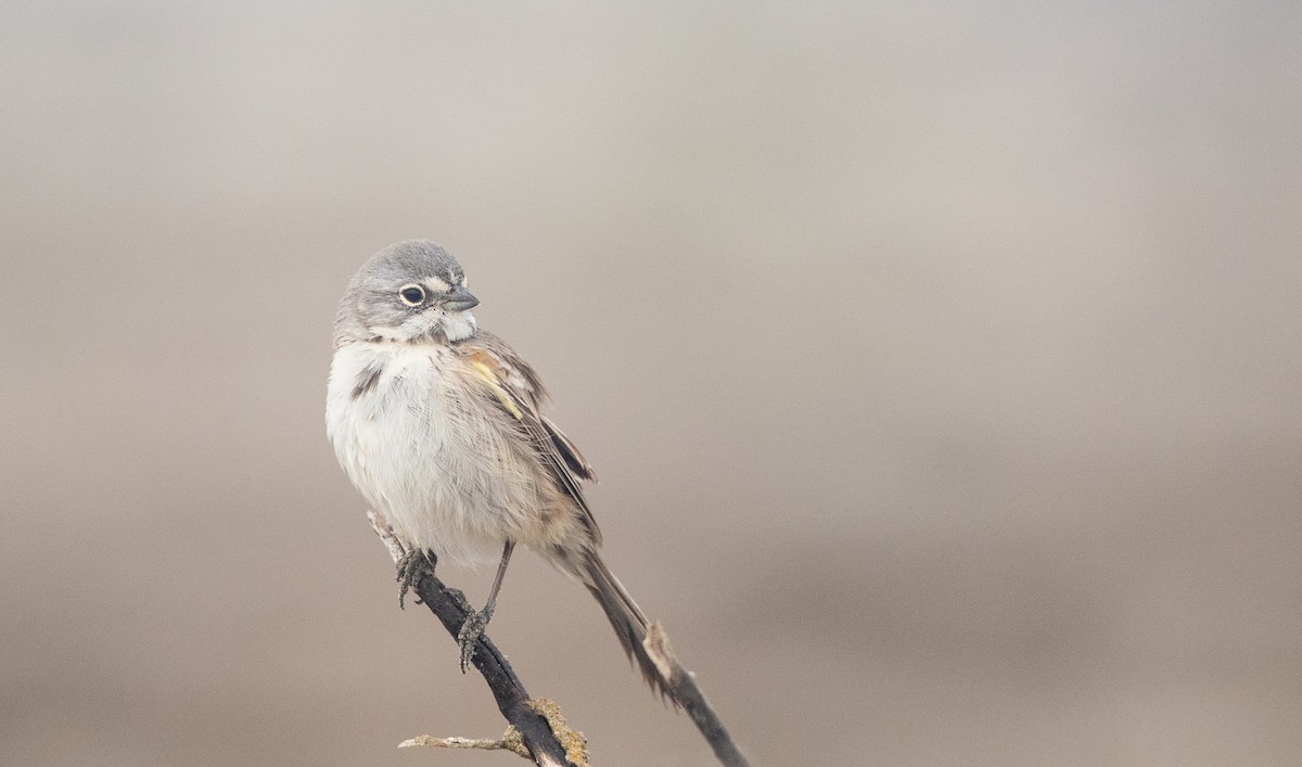 Bell's Sparrow (cinerea) - ML295572201