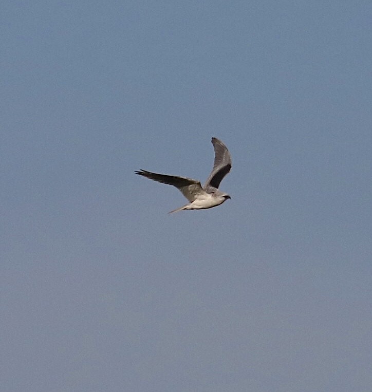 White-tailed Kite - maxine reid