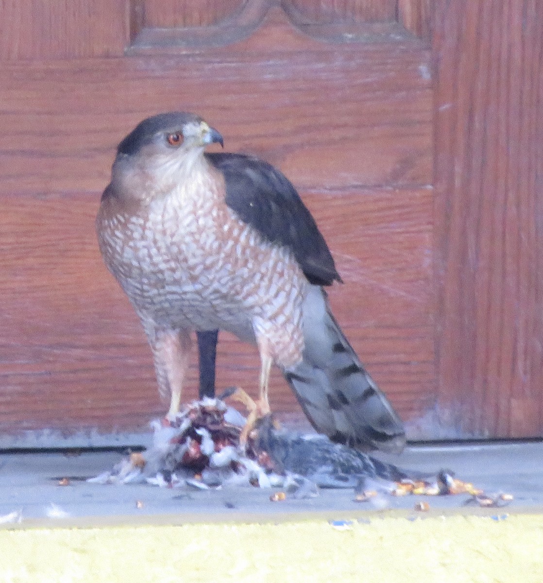 Cooper's Hawk - Carice Jameson