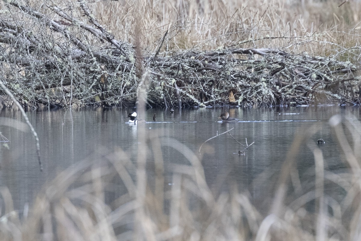 Hooded Merganser - ML295572801