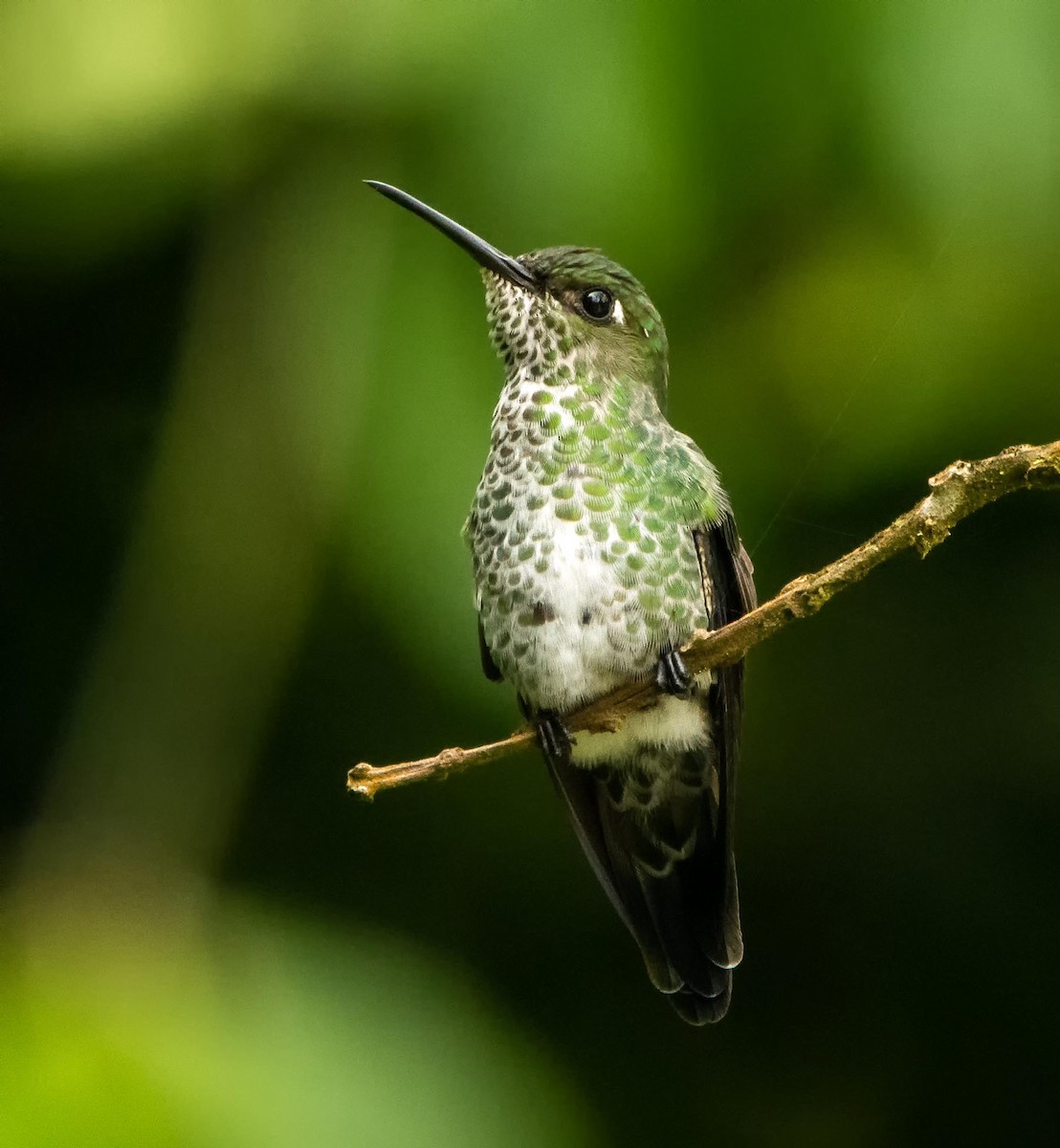 Many-spotted Hummingbird - Graciela  Neira