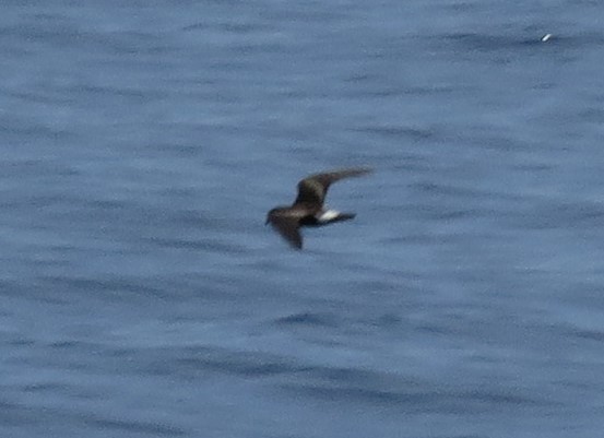 Band-rumped Storm-Petrel - Keith Laakkonen