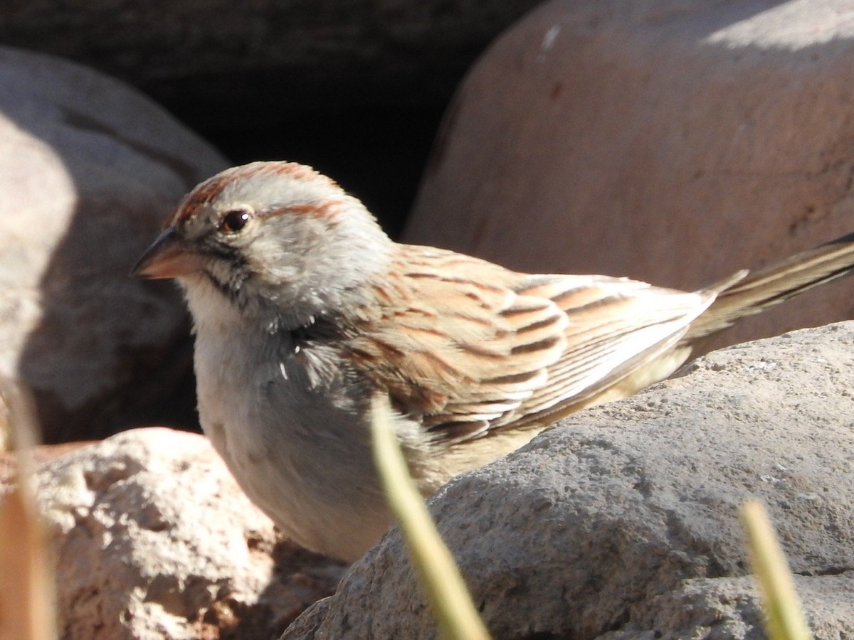 Rufous-winged Sparrow - ML295576371
