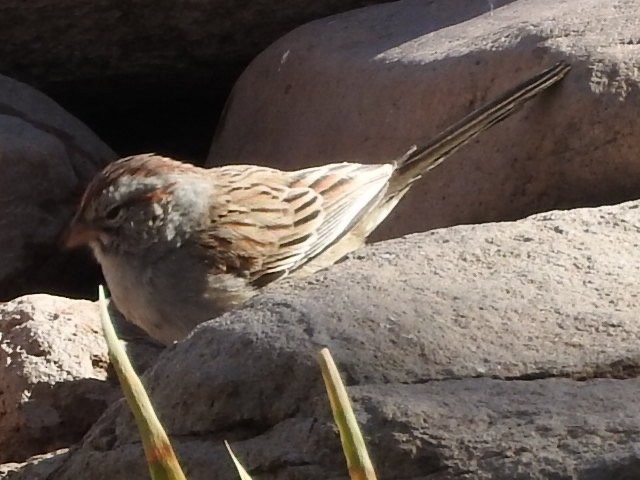 Rufous-winged Sparrow - ML295576451