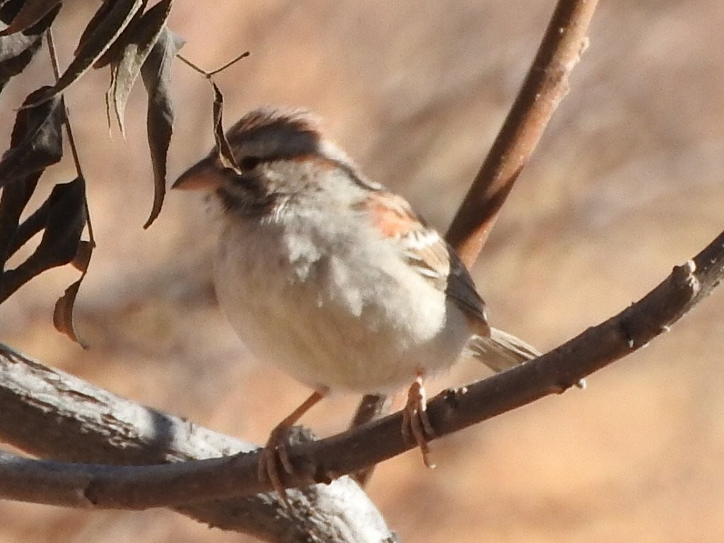 Rufous-winged Sparrow - ML295576601