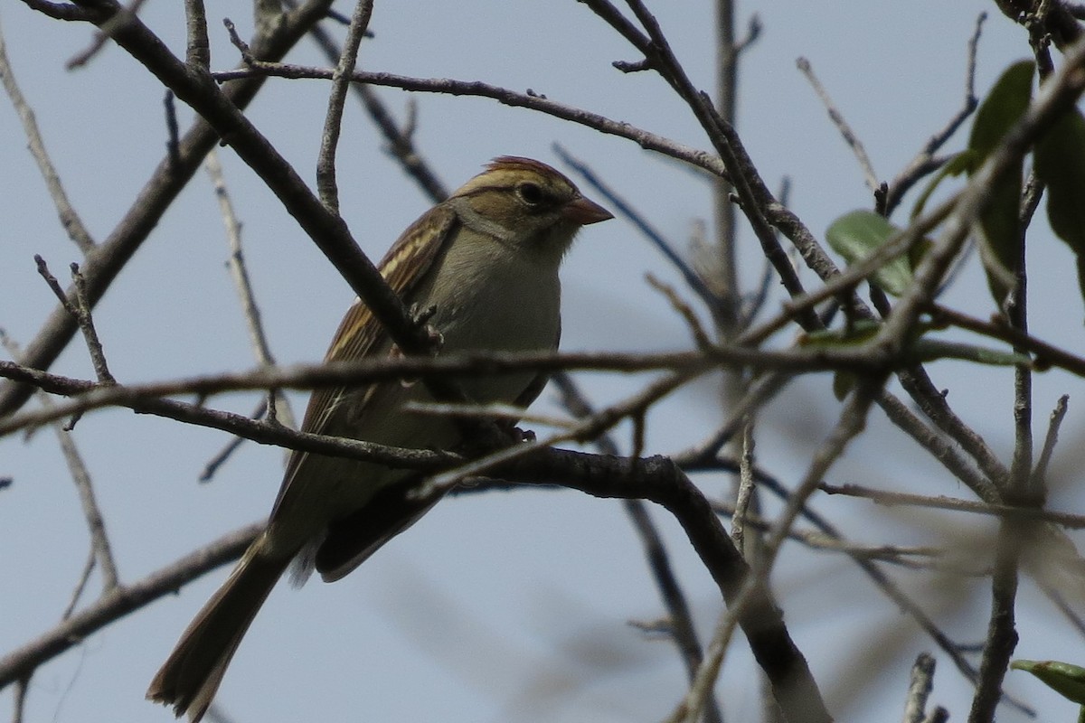 Chipping Sparrow - ML295576911