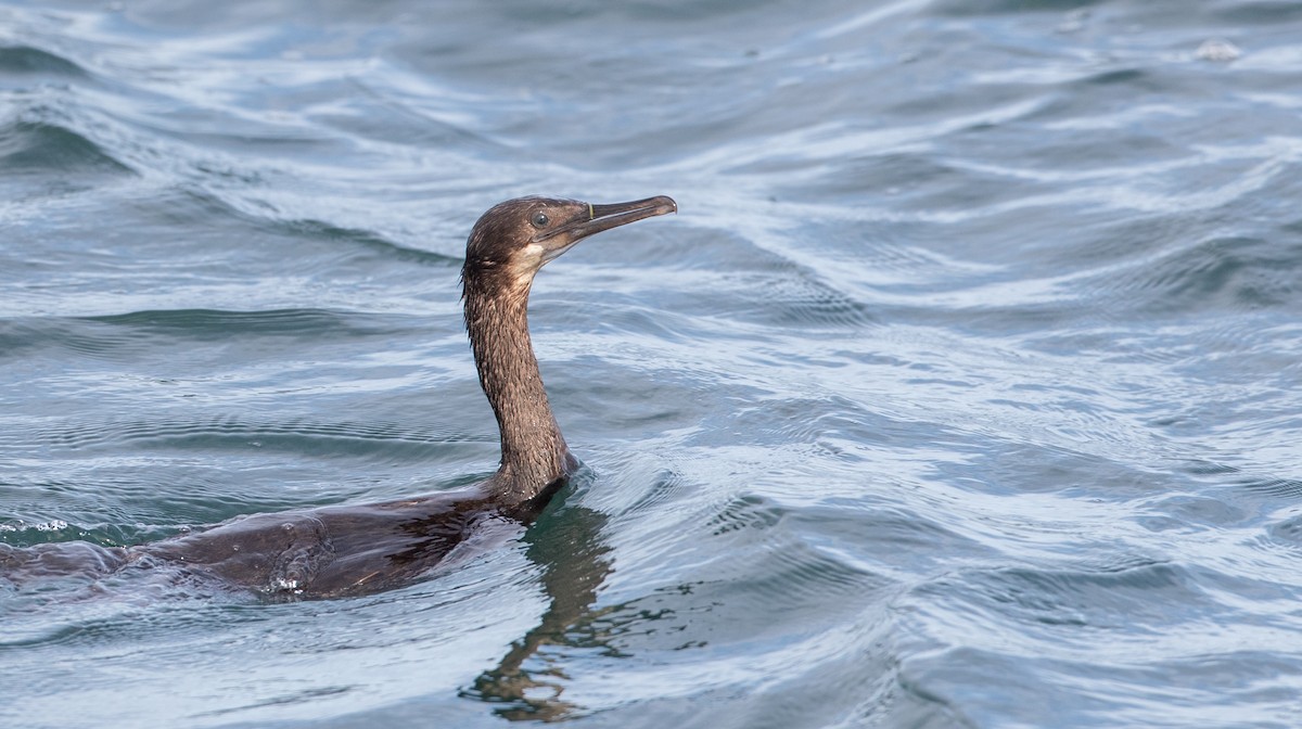 blåhakeskarv - ML295577291