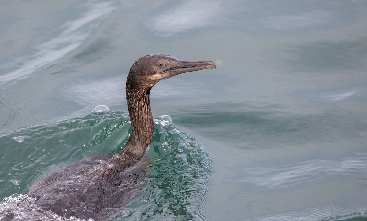 Brandt's Cormorant - ML295577311