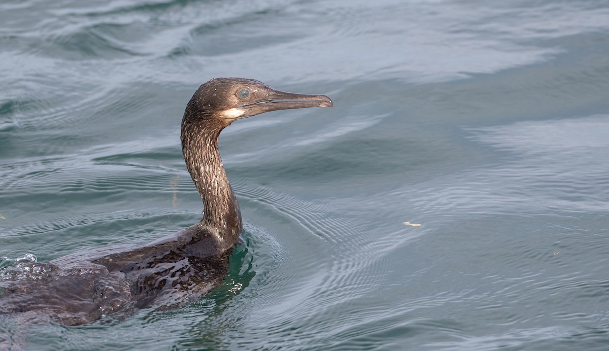 Brandt's Cormorant - ML295577371