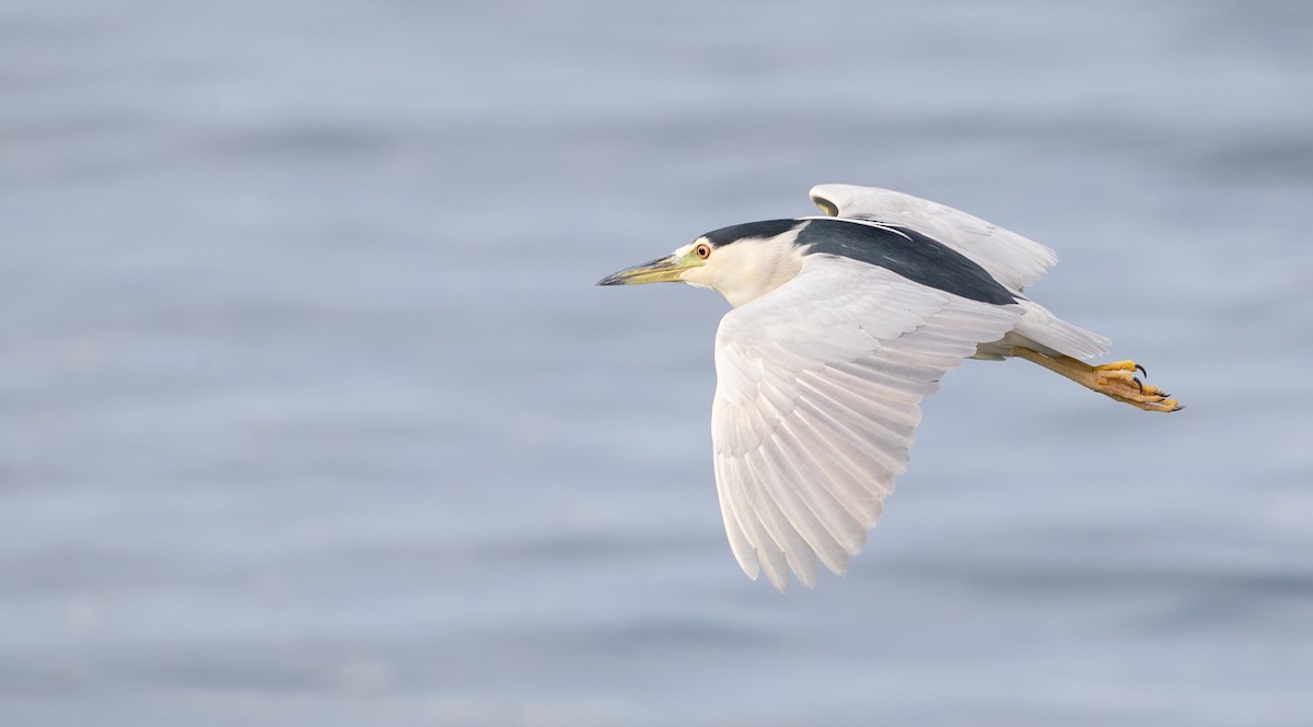 Black-crowned Night Heron - ML295577441