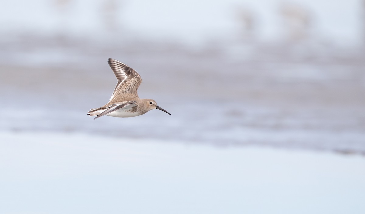 Dunlin - Ian Davies