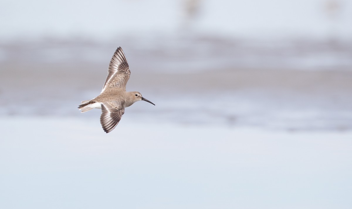 Dunlin - ML295580181