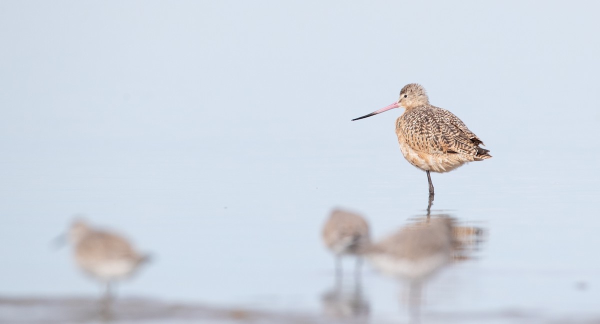 Marbled Godwit - Ian Davies