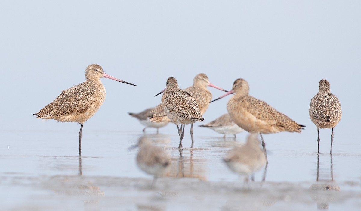 Marbled Godwit - ML295580241