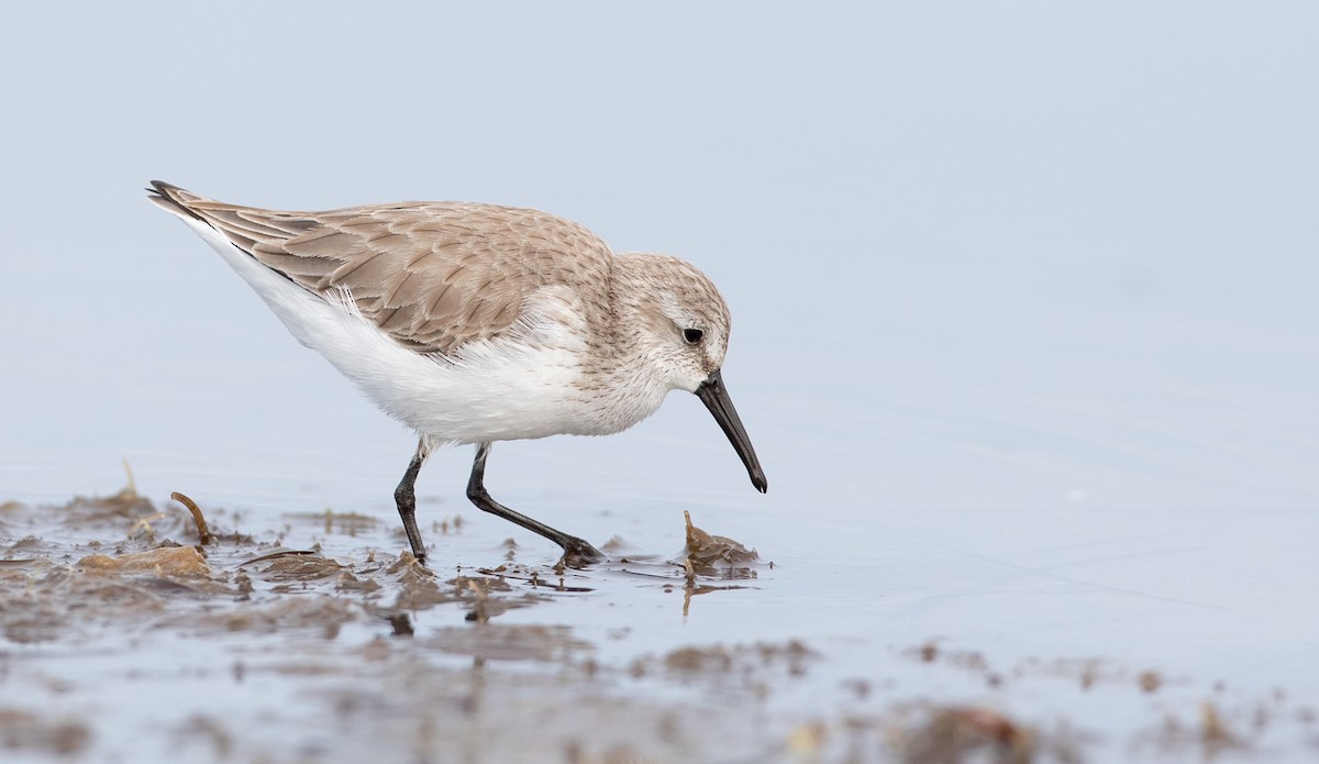 Western Sandpiper - Ian Davies