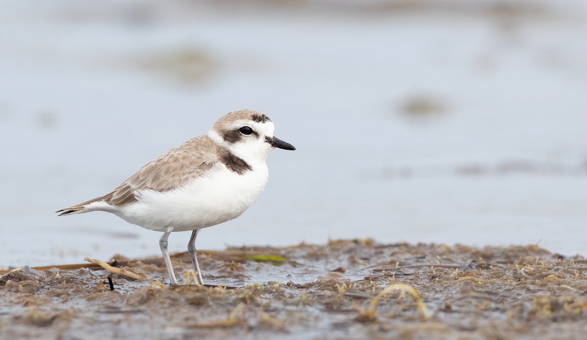 Snowy Plover - ML295580401