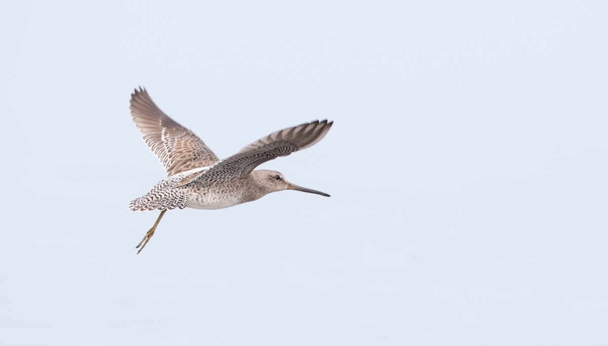 Short-billed Dowitcher - Ian Davies