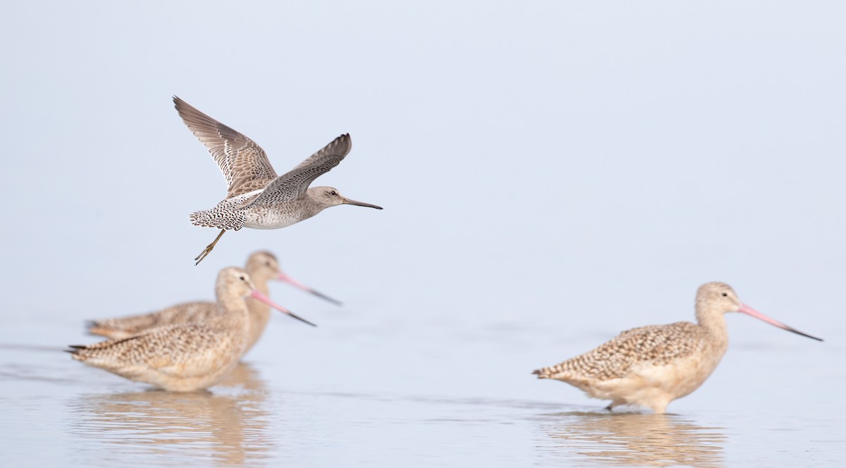 Short-billed Dowitcher - Ian Davies