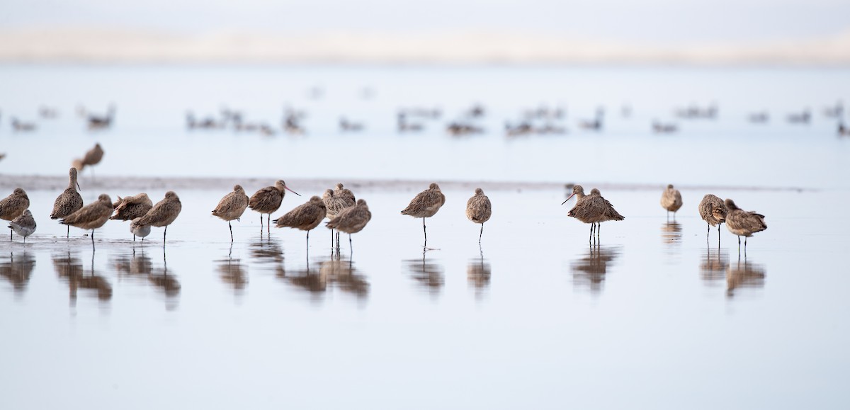 Marbled Godwit - Ian Davies