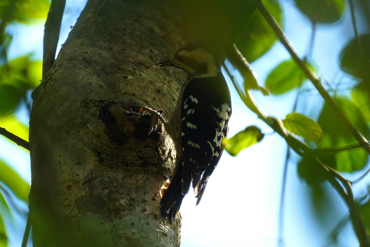 Gray-capped Pygmy Woodpecker - ML295581761