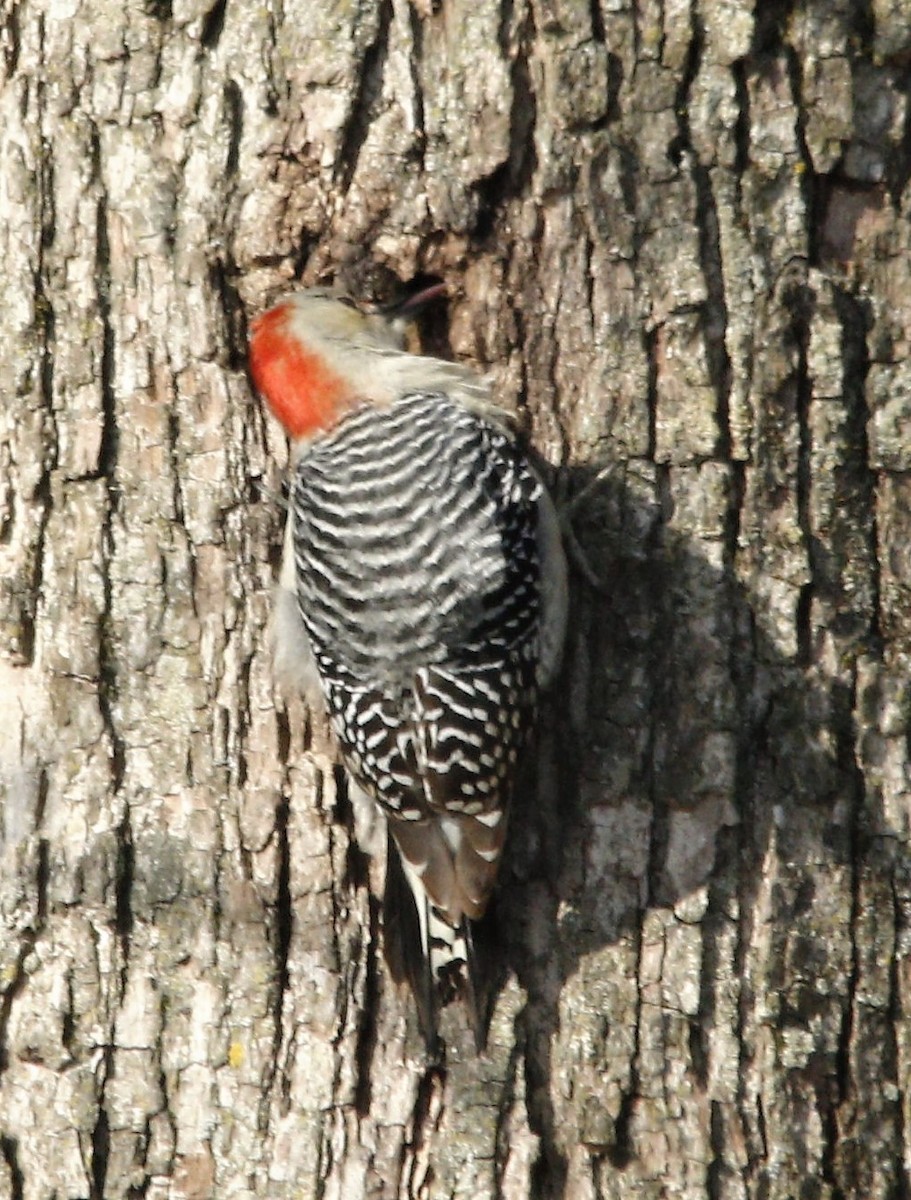 Red-bellied Woodpecker - ML295581871