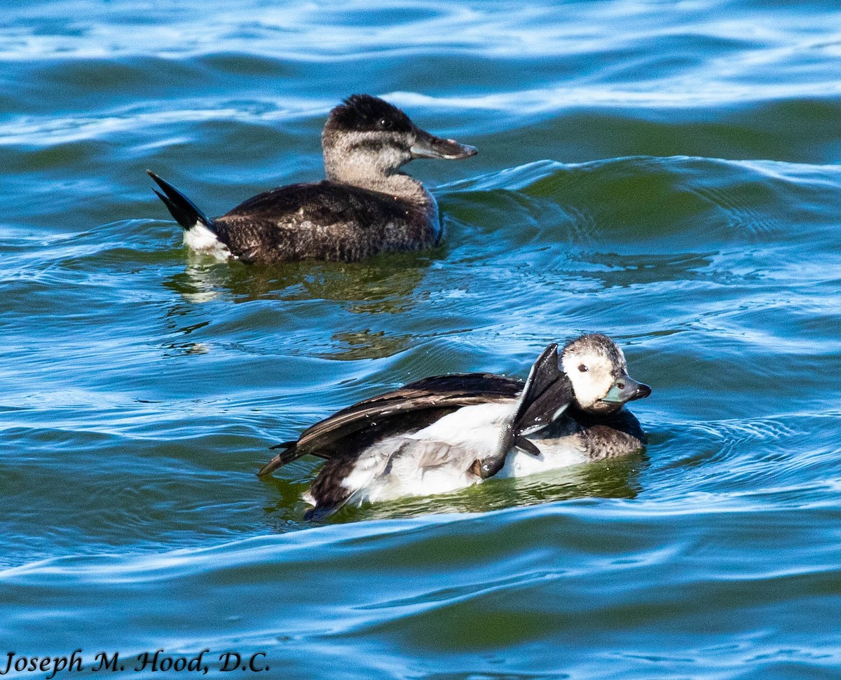 Long-tailed Duck - ML295581881