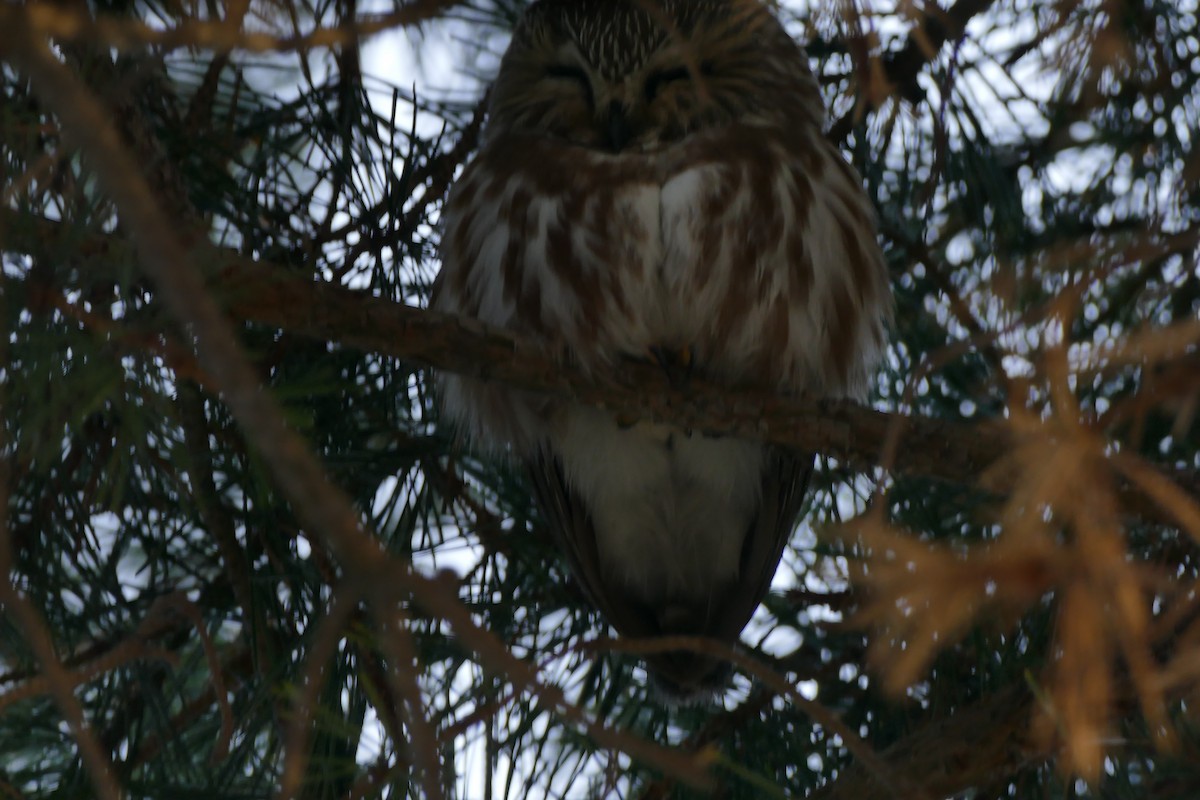 Northern Saw-whet Owl - ML295583561